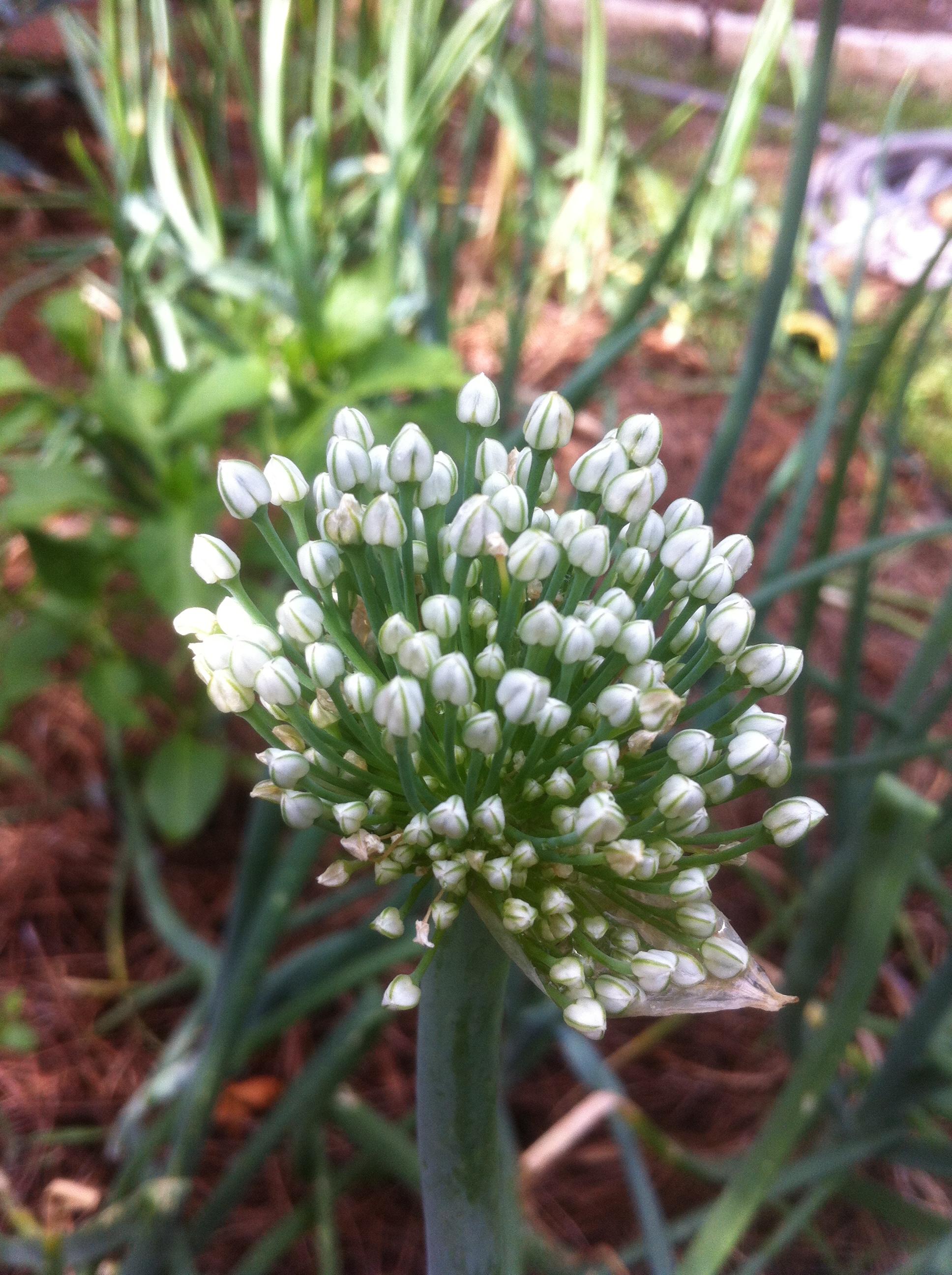 Onion Flower